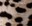 Animal-Print