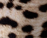 Animal-Print