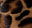 Animal-Leopardo
