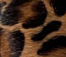 Animal-Leopardo